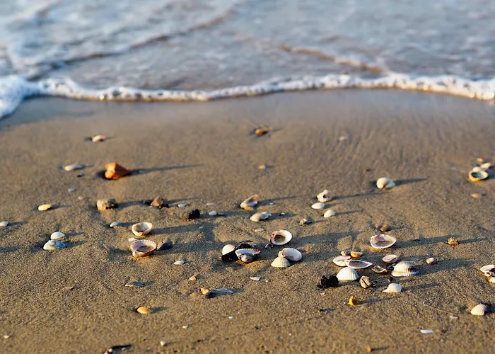 In 24441 * Бібіоне